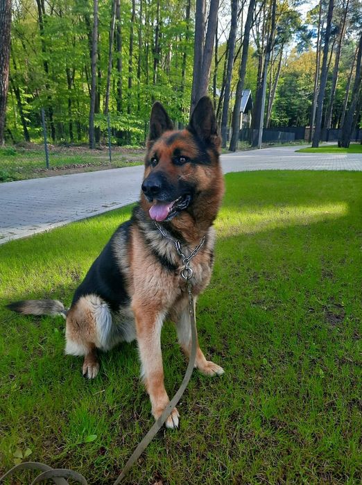 Злучка (шукаю пару для свого красення)