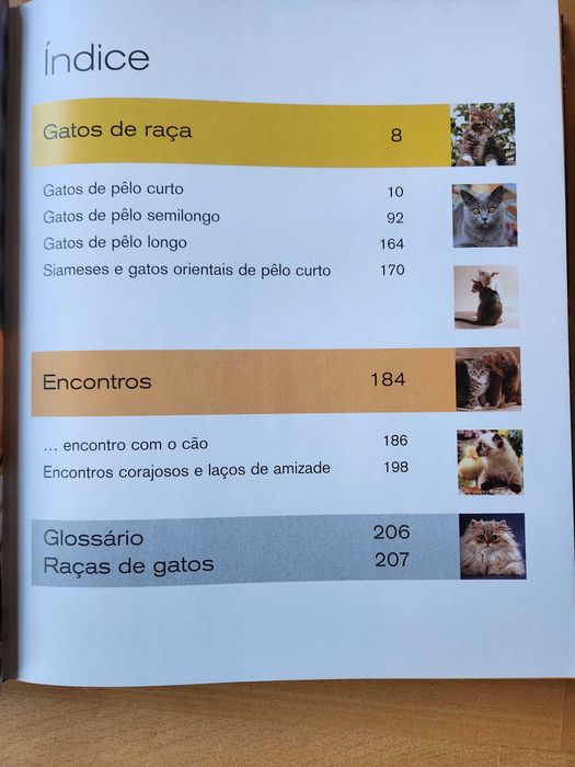 Gatos Caçadores elegantes com patas de veludo