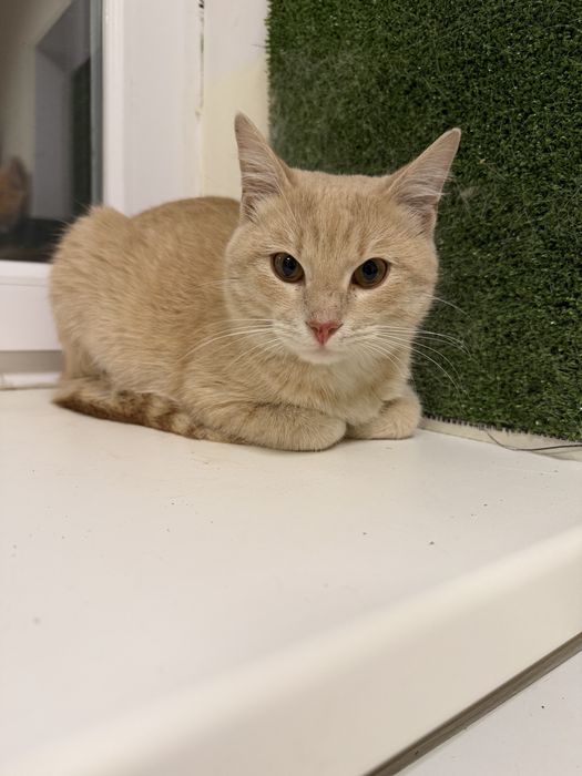 Котик безкоштовно