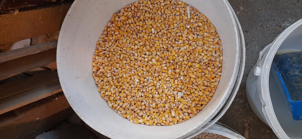 Kukurydza w całosci  gnieciona oraz śrutowana