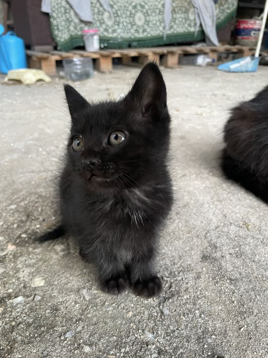 2 gatinhos peludinhos pretos para adotar com 2 meses