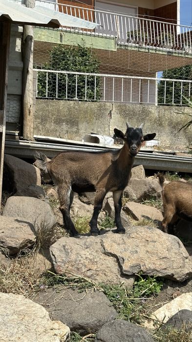 Bodes / Cabras micro anãs machos