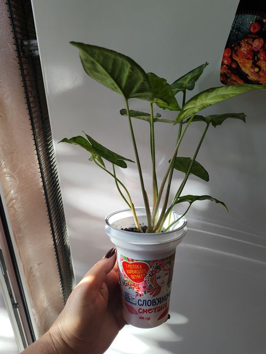 Продам Сингониум