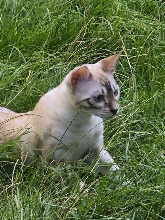 Bengalski chłopczyk śnieżny.