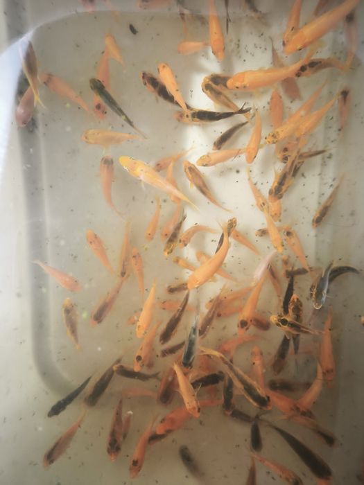 Carpa koi criação nacional