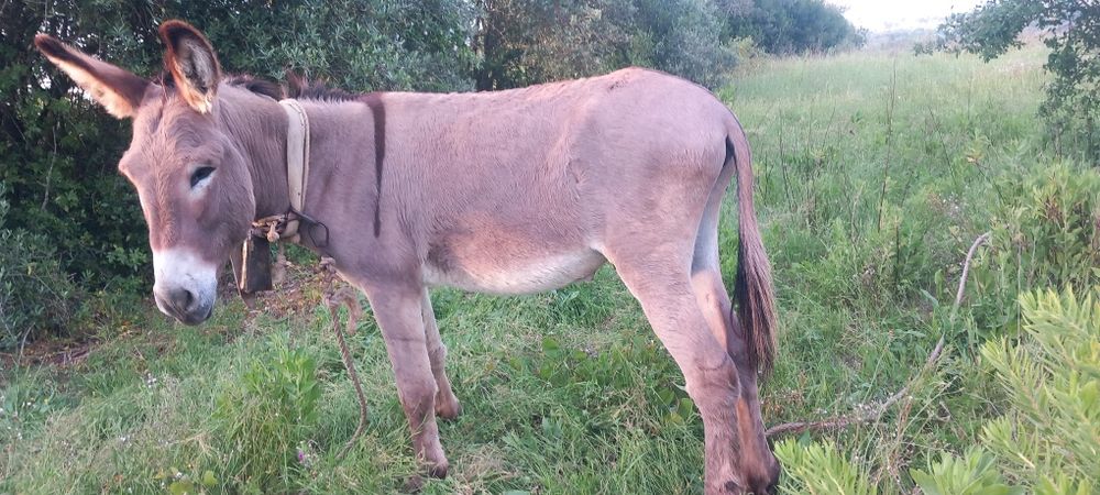 Burro 5 anos super mansinho  e docil mesmo de confiança