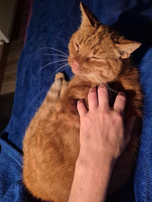 Rudy kocurek szuka swojego miejsca