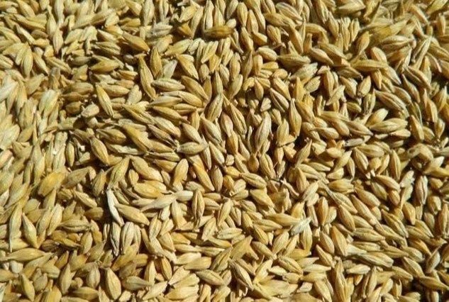Продам пшеницю ячмінь кукурудзу