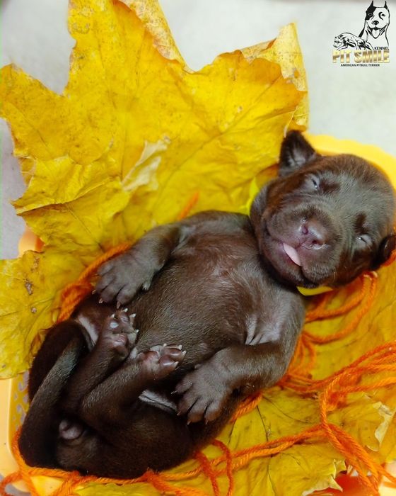 Чудесные малыши питбультерьера.АПБТ.Питбули.