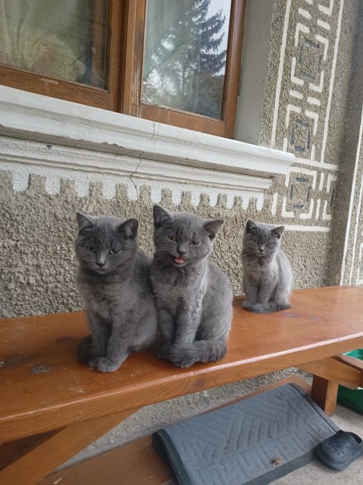 Красуні чекають люблячу родину