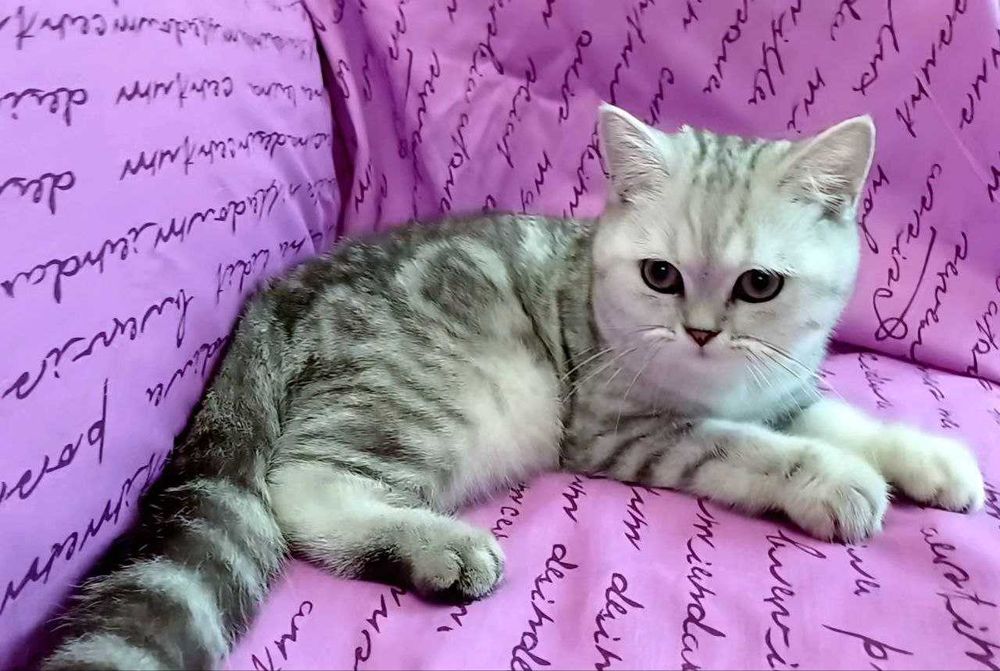 Срібна мрамурова,чистокровна.Scottish Stright. Кошенята.