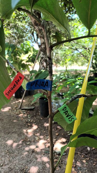 Paw Paw (Asimina Triloba) – Única árvore tropical que resiste ao Frio