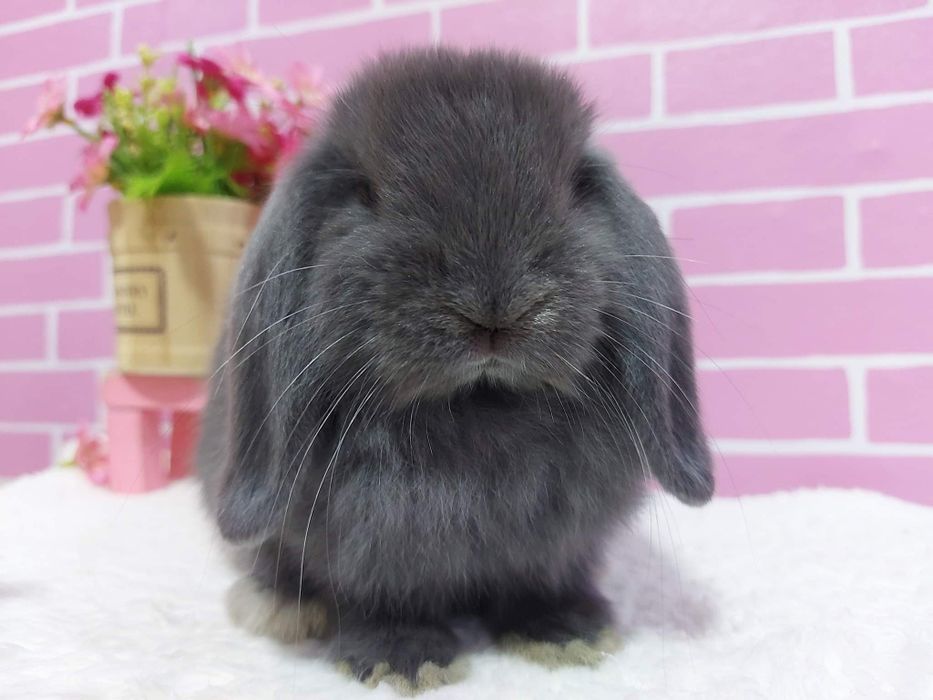 KIT Coelhos anões mini lop(orelhudos) super inteligentes e dóceis