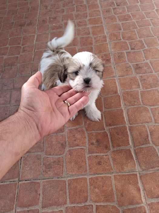 Shih tzu ( fêmea)
