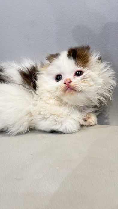 Macho scottish fold