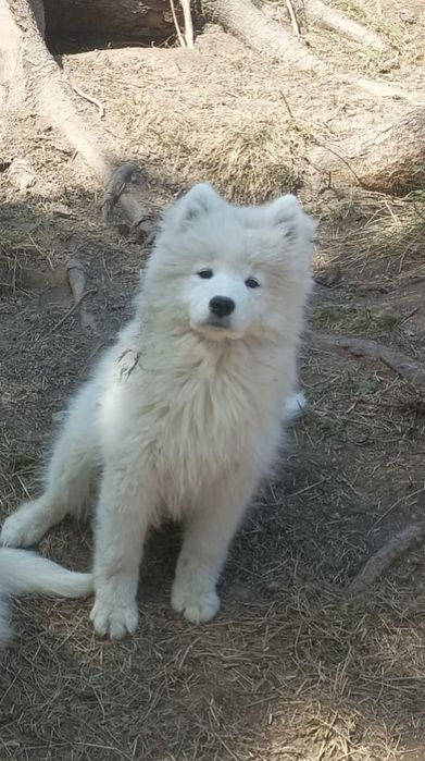 Piękny Piesek Samoyed