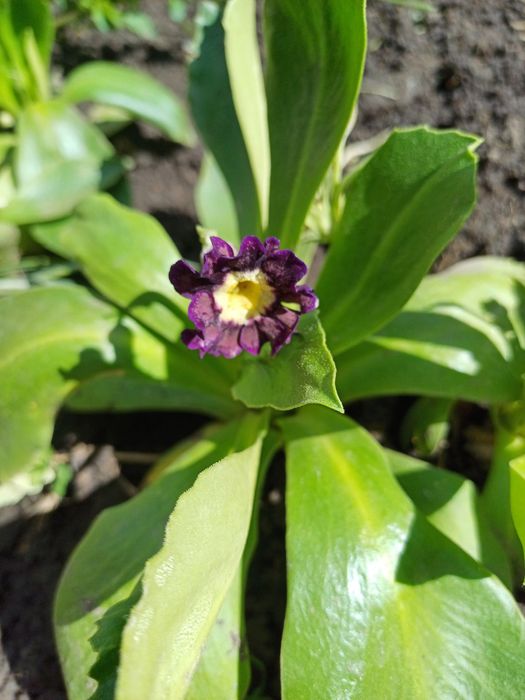 Примула альпійська, Аврикула, примула вушкова