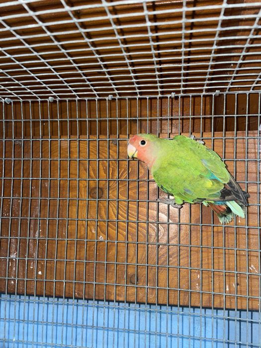 Casal agapornis roseicollis