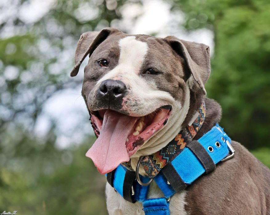 Burbon - amstaff szuka odpowiedniego domu
