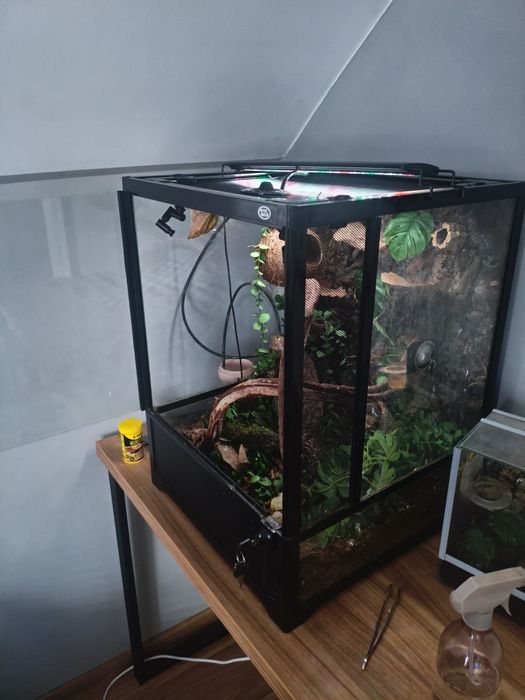 Terrarium + 2 gekony orzęsione