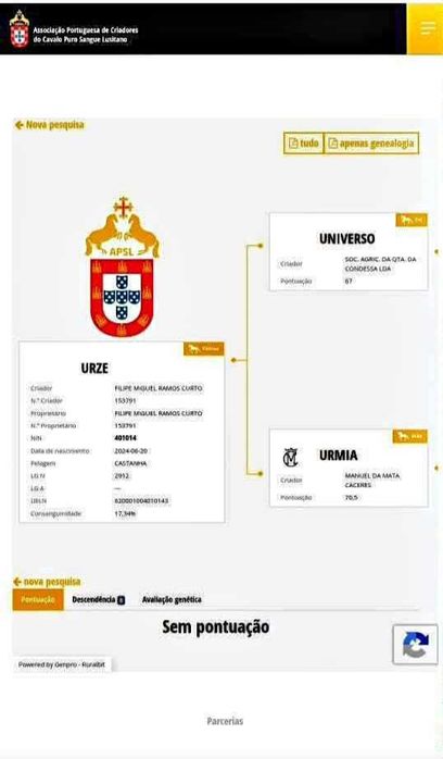 Poldra Lusitana (com 2 anos)