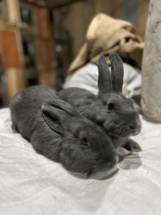 Віденьська голуба