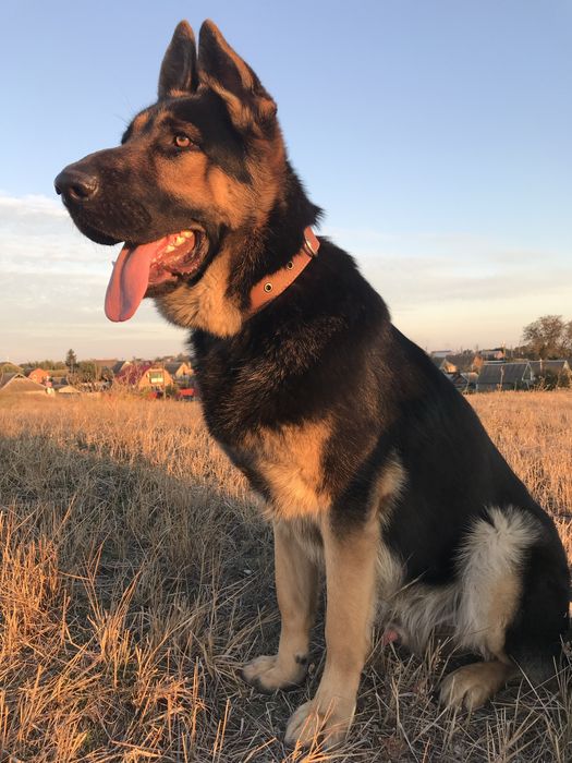 Кобель немецкой овчарки для вязки