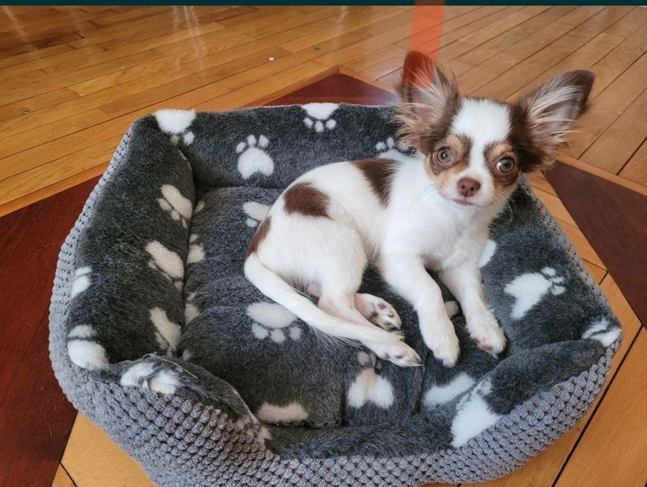 Лежанка для улюбленців “Квадрат “