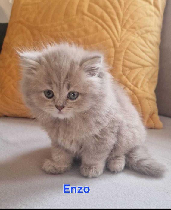 KOTY brytyjskie z rodowodem