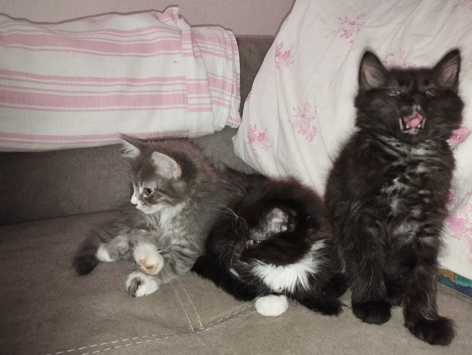 Віддам в добрі руки кошенят.
