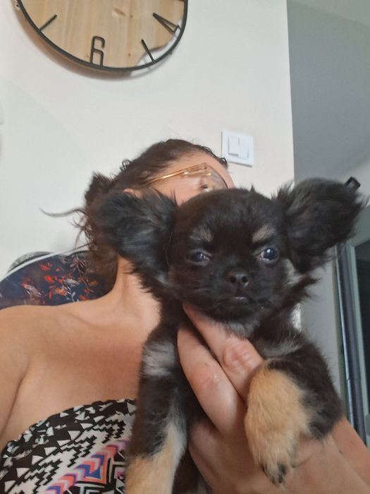 Chihuahua suczka dlugowlosa