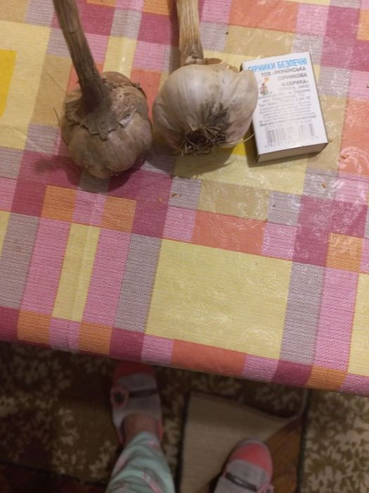 Часник чеснок міцний