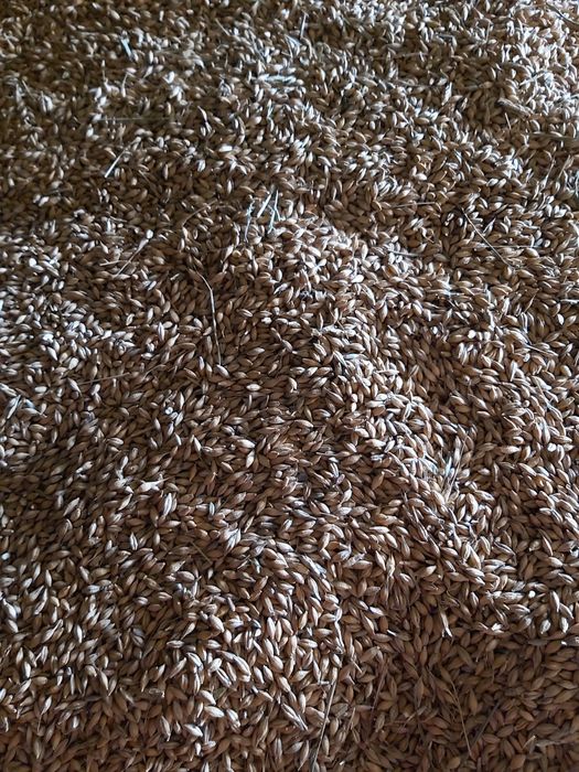 Jęczmień ozimy pierwszy wysiew.