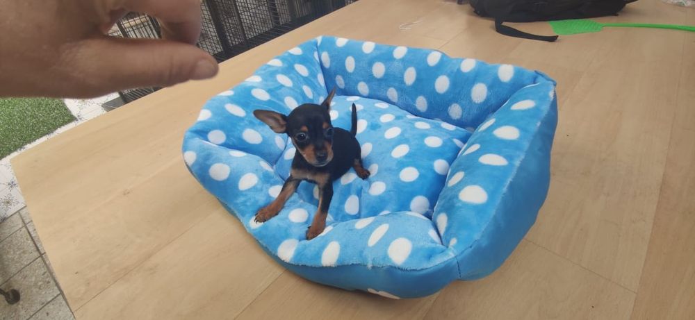 Pinscher pincher miniatura criado em ambiente familiar disponível para