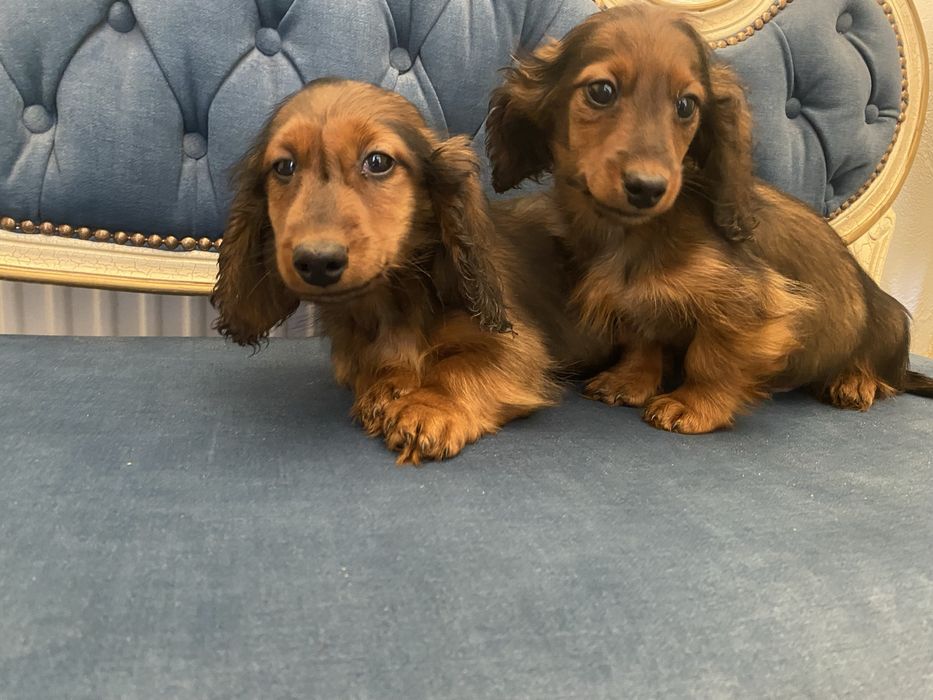 Jamnik długowłosy miniaturowy piesek