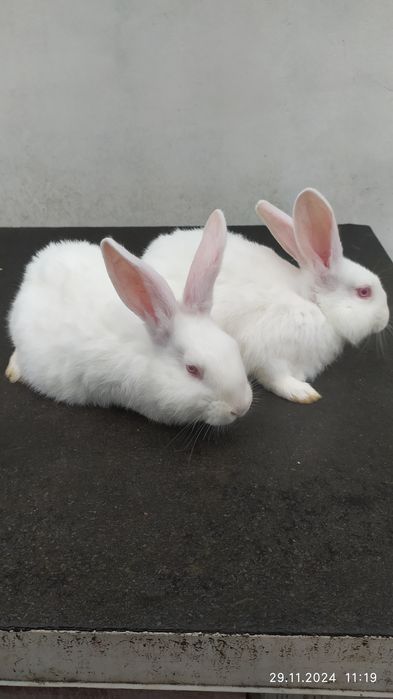 Кролі термони білі різного віку.