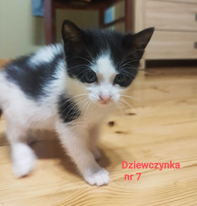 Kotki szukają domu.