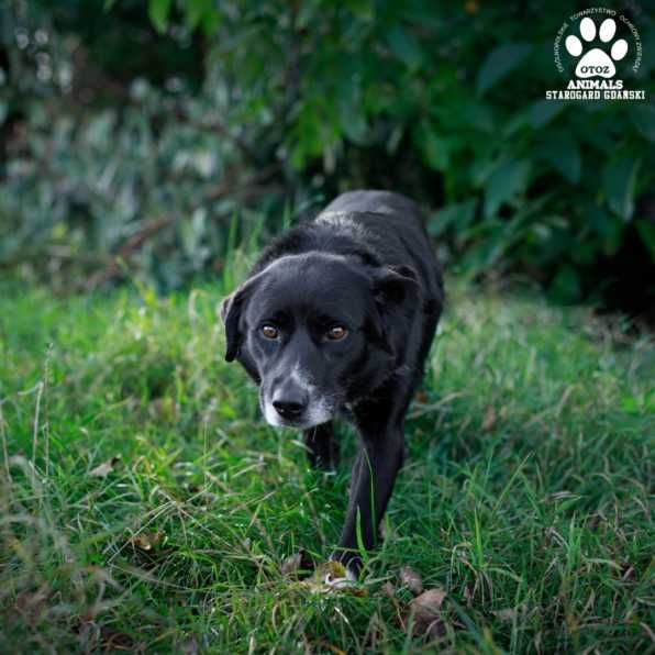 Większy pies Martin szuka domu