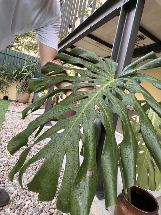 Monstera Deliciosa gigantea