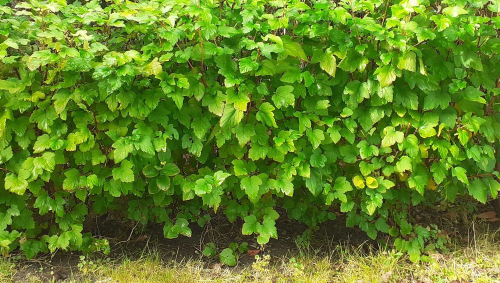 Pęcherznica kalinolistna 5szt gk