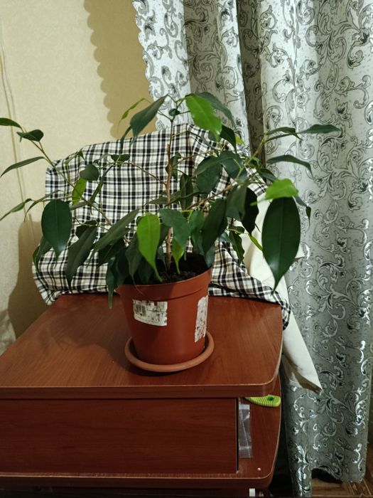 Кімнатні рослини