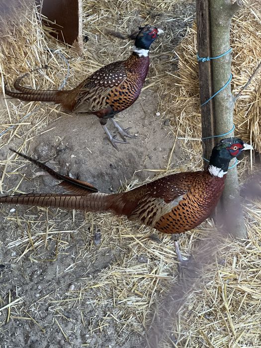 Фазаны  продам домашные
