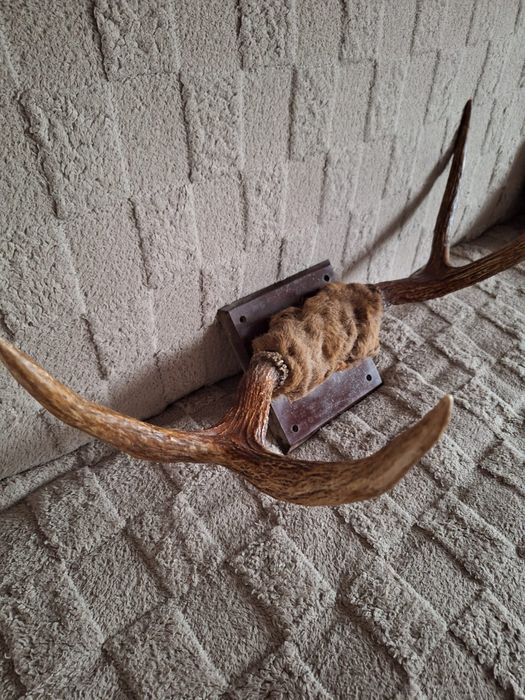 Роги оленя, вішалка для одягу