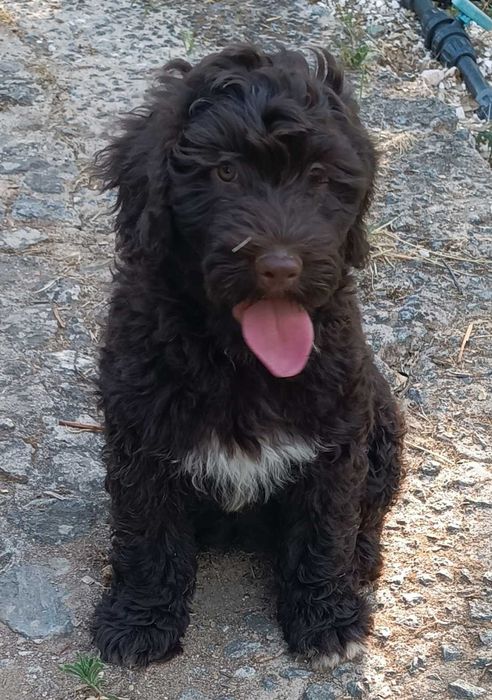 Cachorra cão de água
