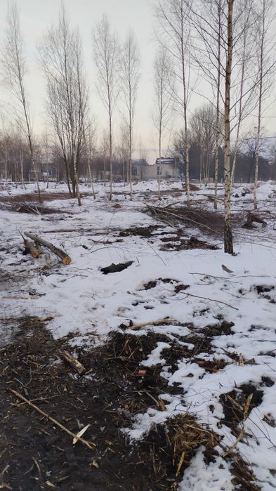 WYCINKA DRZEW/Odbiór drewna i gałęzi