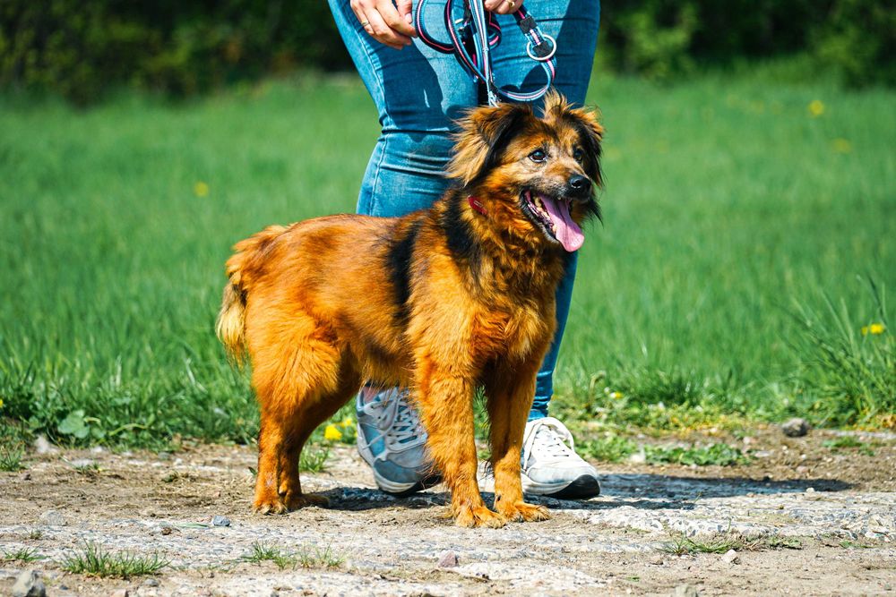 GUCIO - śliczny, łagodny psi senior