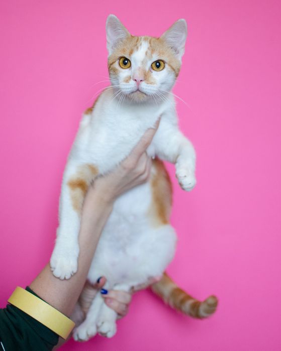 Кошка Джулия, 1 год. Ласковая бело-рыжая кошечка . Стерилизована.