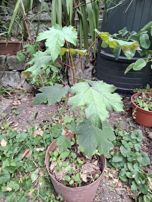 Arvore Plátano em vaso