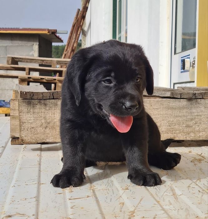 Labrador retriever