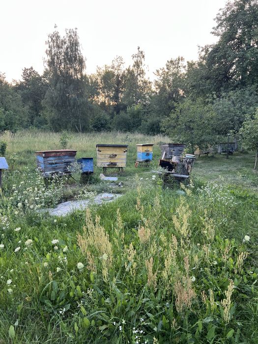 Вулики пасіка бджоли